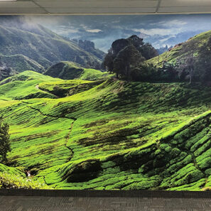 Wall Graphics, Wall Murals and 3D Wallpapers Design & Printing